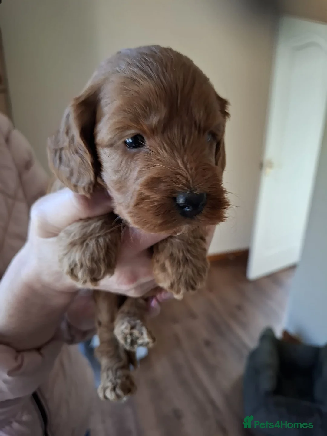 Cockapoo dogs for sale: Cockapoo Puppies F1 RED ♥️!!!!. in Glenrothes - Advert 12
