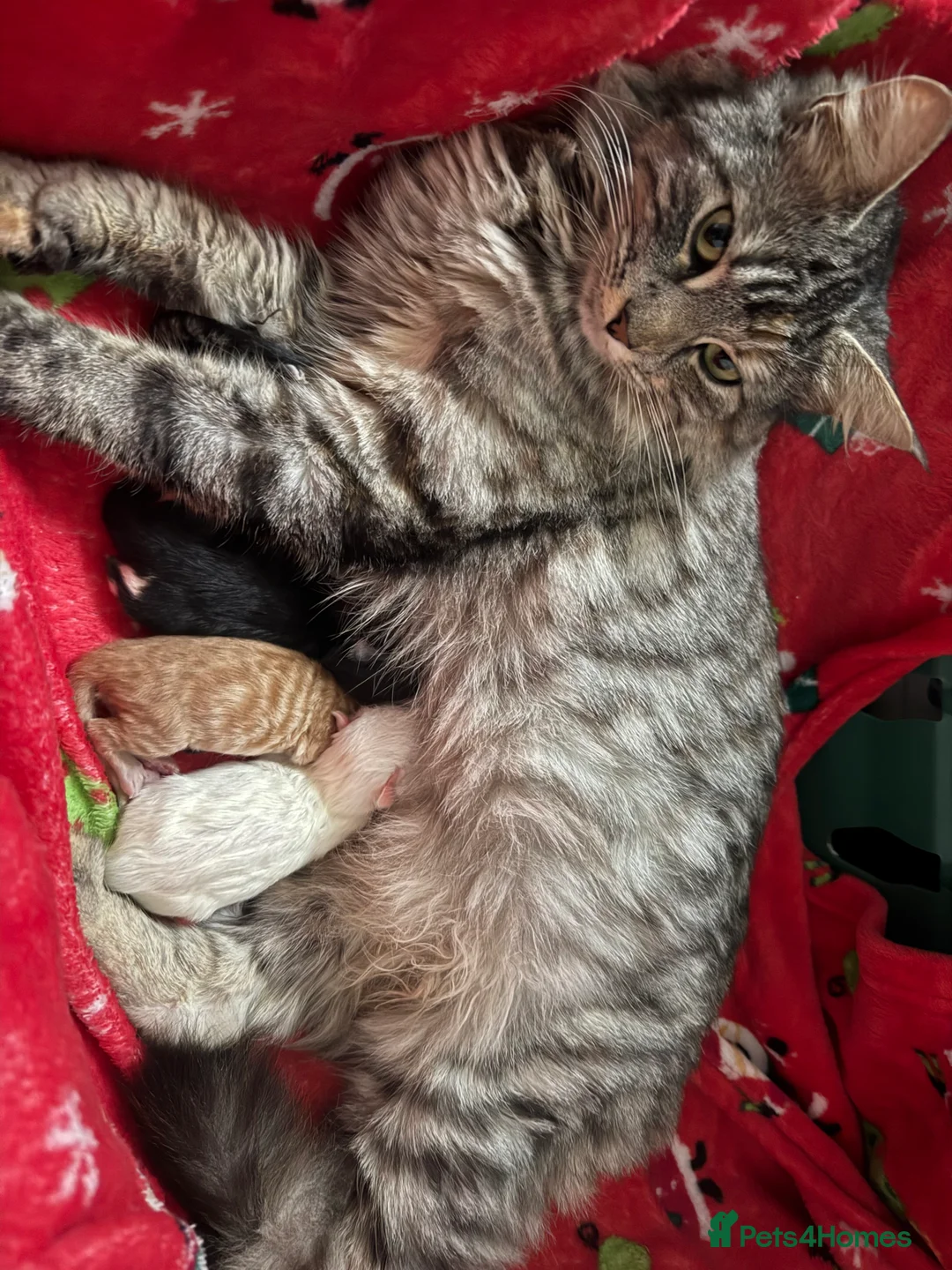 Maine Coon cats for sale: Maine coon mixed breed  - Advert 1