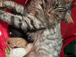 Maine Coon cats Maine coon mixed breed - Advert 1