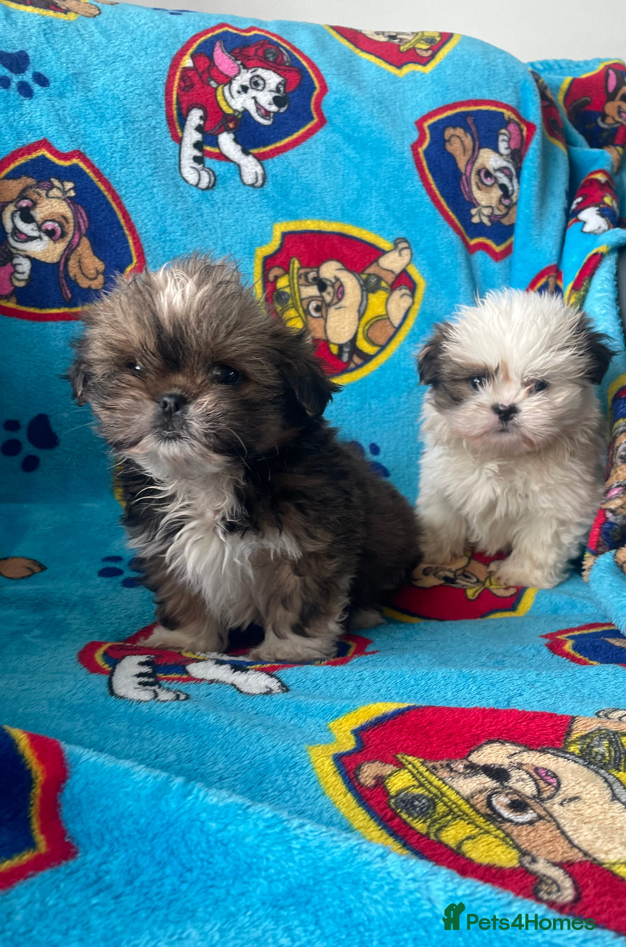 Lhasa Apso dogs 🩷💙2 lovely Lhasa apso puppies  - Advert 3