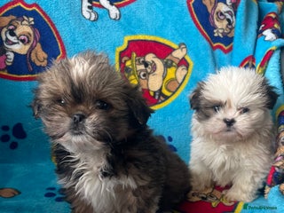 Lhasa Apso dogs 🩷💙2 lovely Lhasa apso puppies - Advert 2
