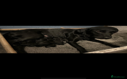 Labrador Retriever dogs for sale: Male Labrador  - Image 8