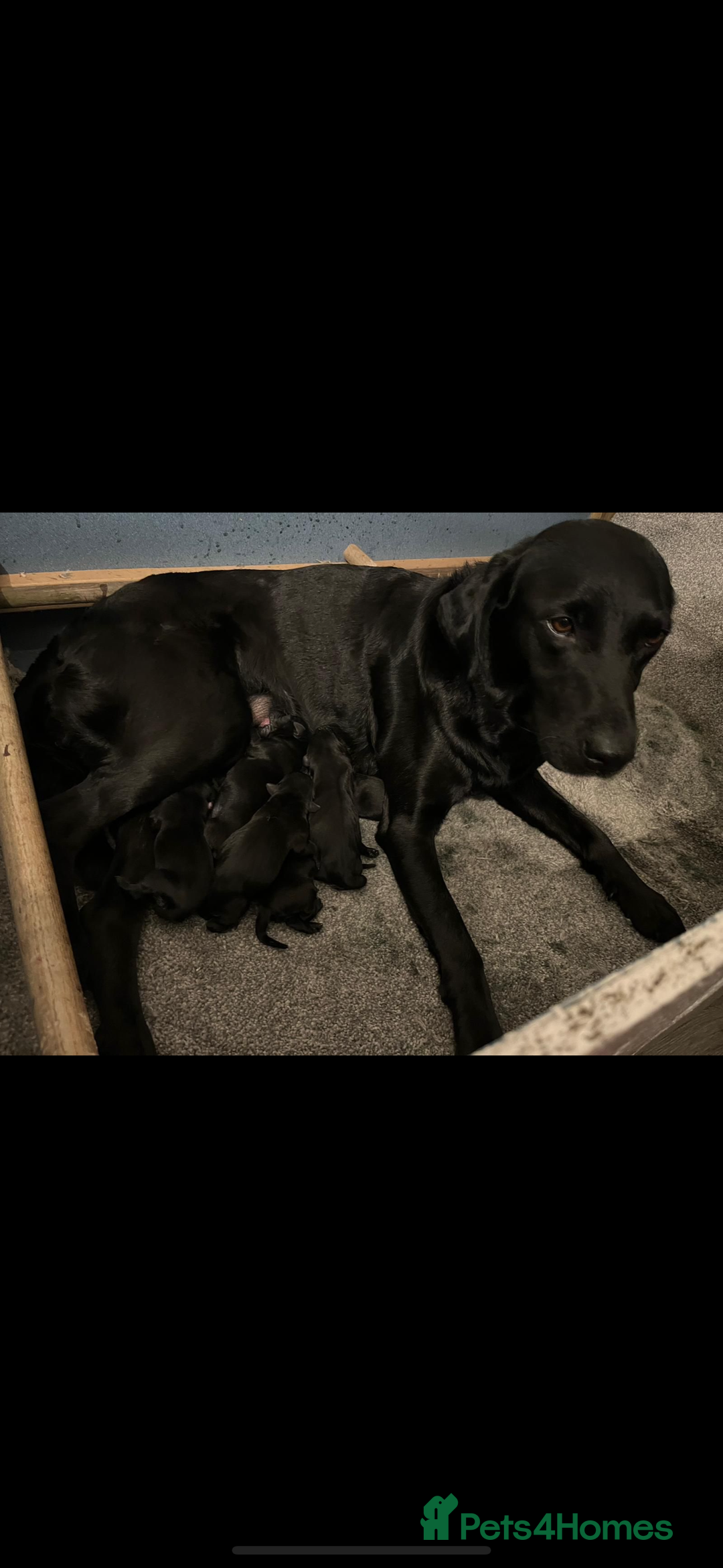 Labrador Retriever dogs for sale: Male Labrador  - Image 8