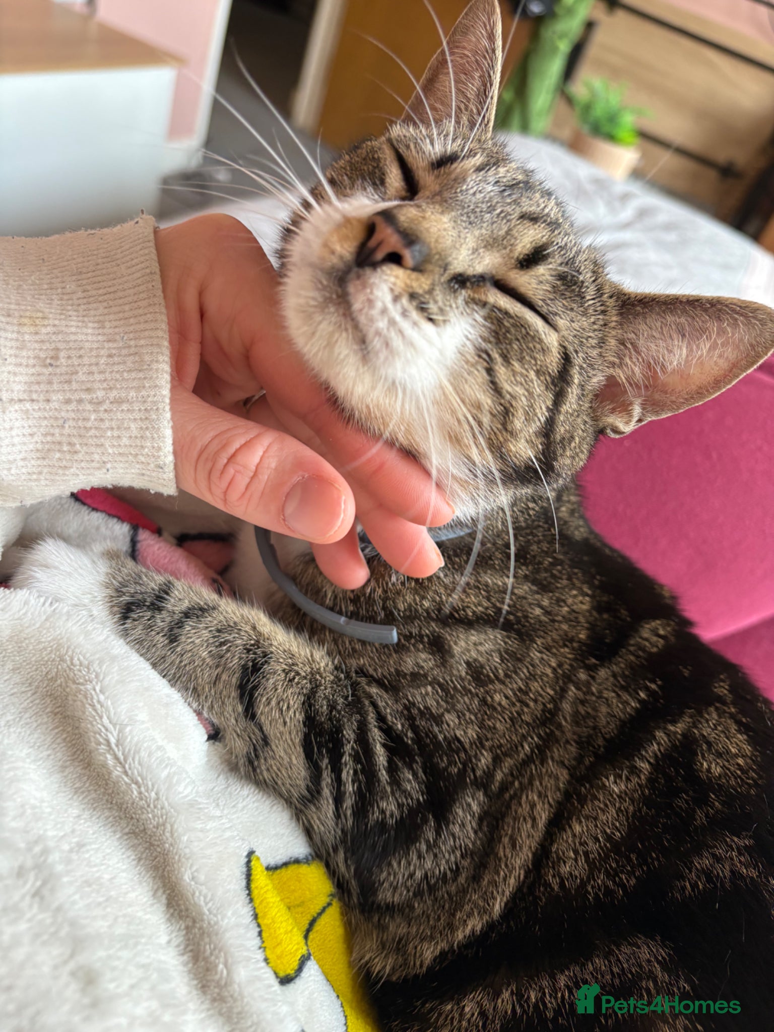 British Shorthair cats for sale: 2 tabby kittens  - Advert 1