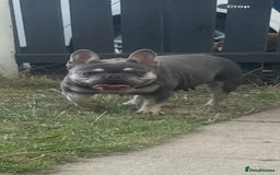 French Bulldog dogs for sale: Lilac and tan French bulldog  - Image 1