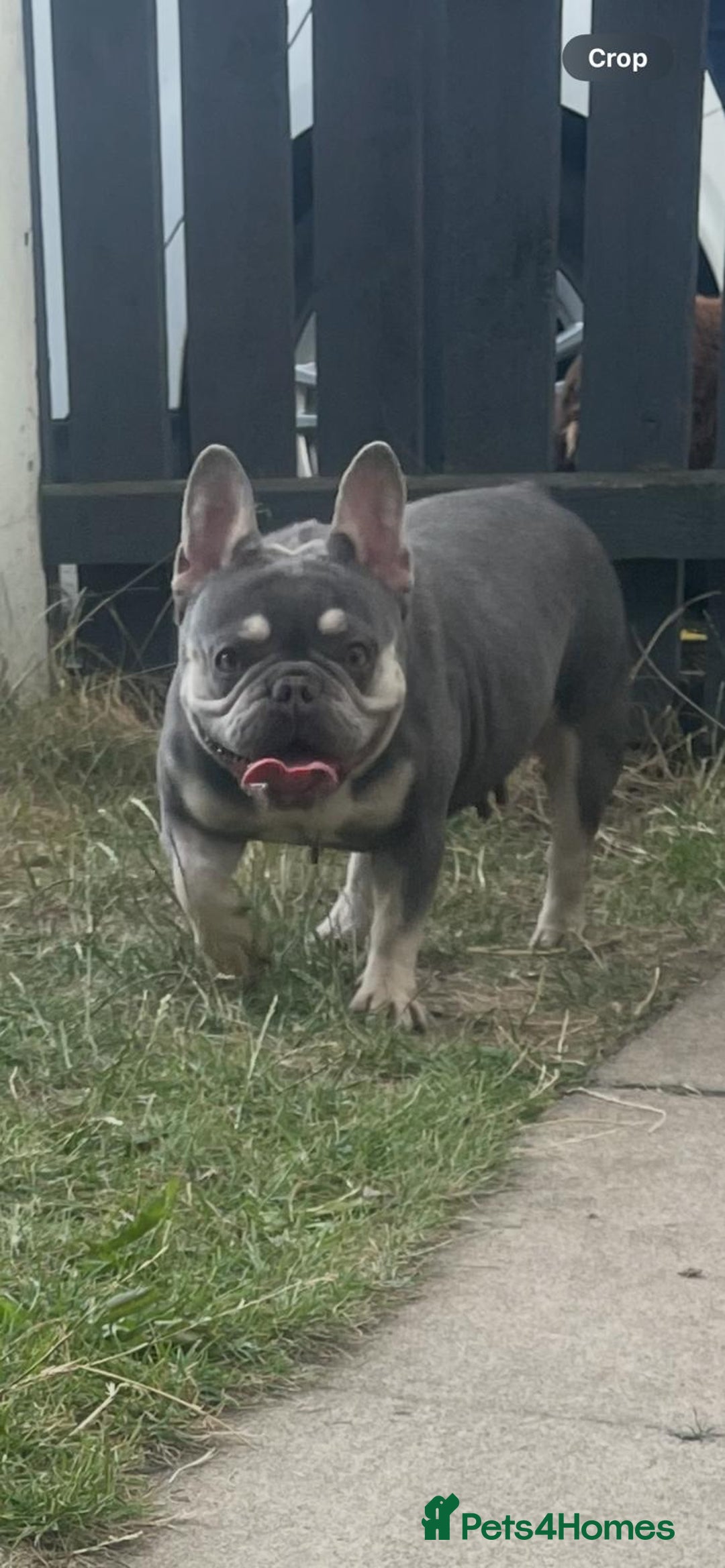 French Bulldog dogs for sale: Lilac and tan French bulldog  - Image 1