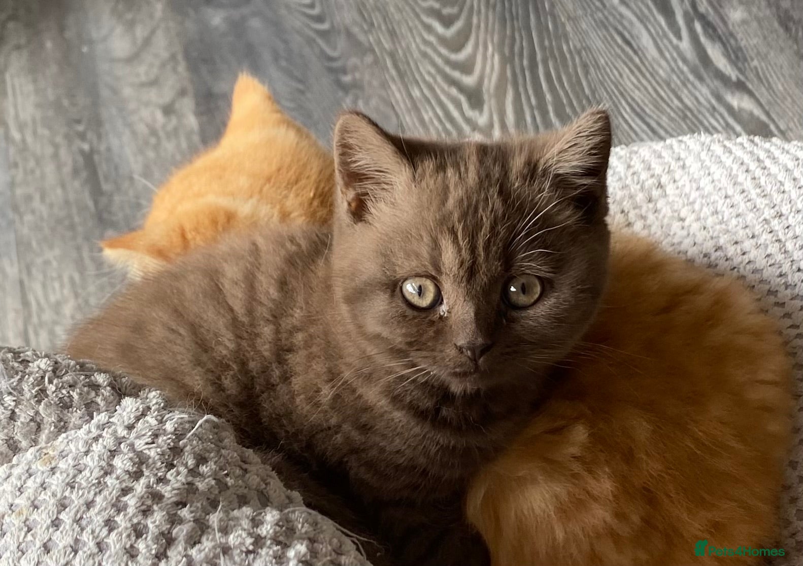 British Shorthair cats for sale: Chocolate British Shorthair female  - Advert 3
