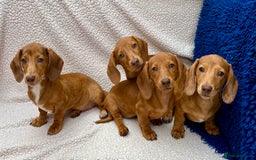 Miniature Dachshund dogs for sale: FULLY VAX KC MINI PRA CLEAR READY NOW  - Image 6