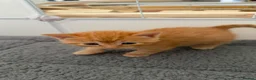 Mixed Breed cats for sale: 9 gorgeous tabby kittens - Advert 6