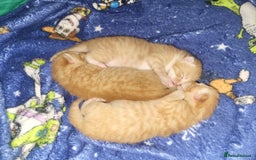 Domestic Shorthair cats for sale: X3 male ginger toms for sale  - Image 1