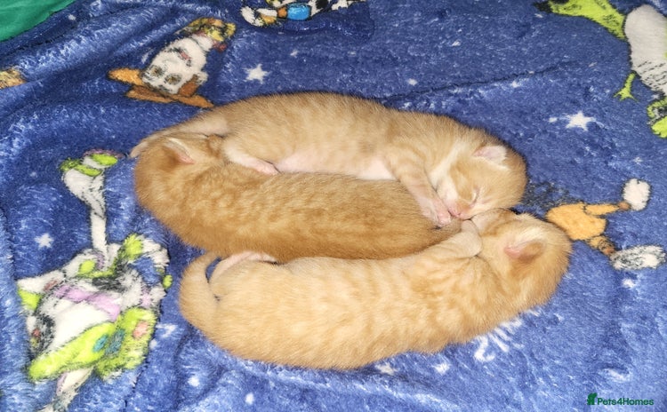 Domestic Shorthair cats - Advert 1