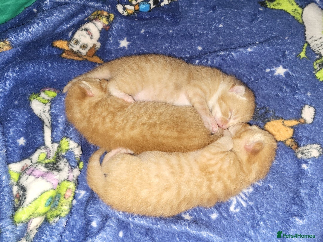 Domestic Shorthair cats for sale: X3 male ginger toms for sale  - Image 1