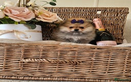 Pomeranian dogs for sale:  Beautiful Pomeranian puppies  - Image 13