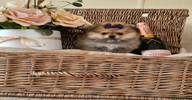 Pomeranian dogs - Advert 7