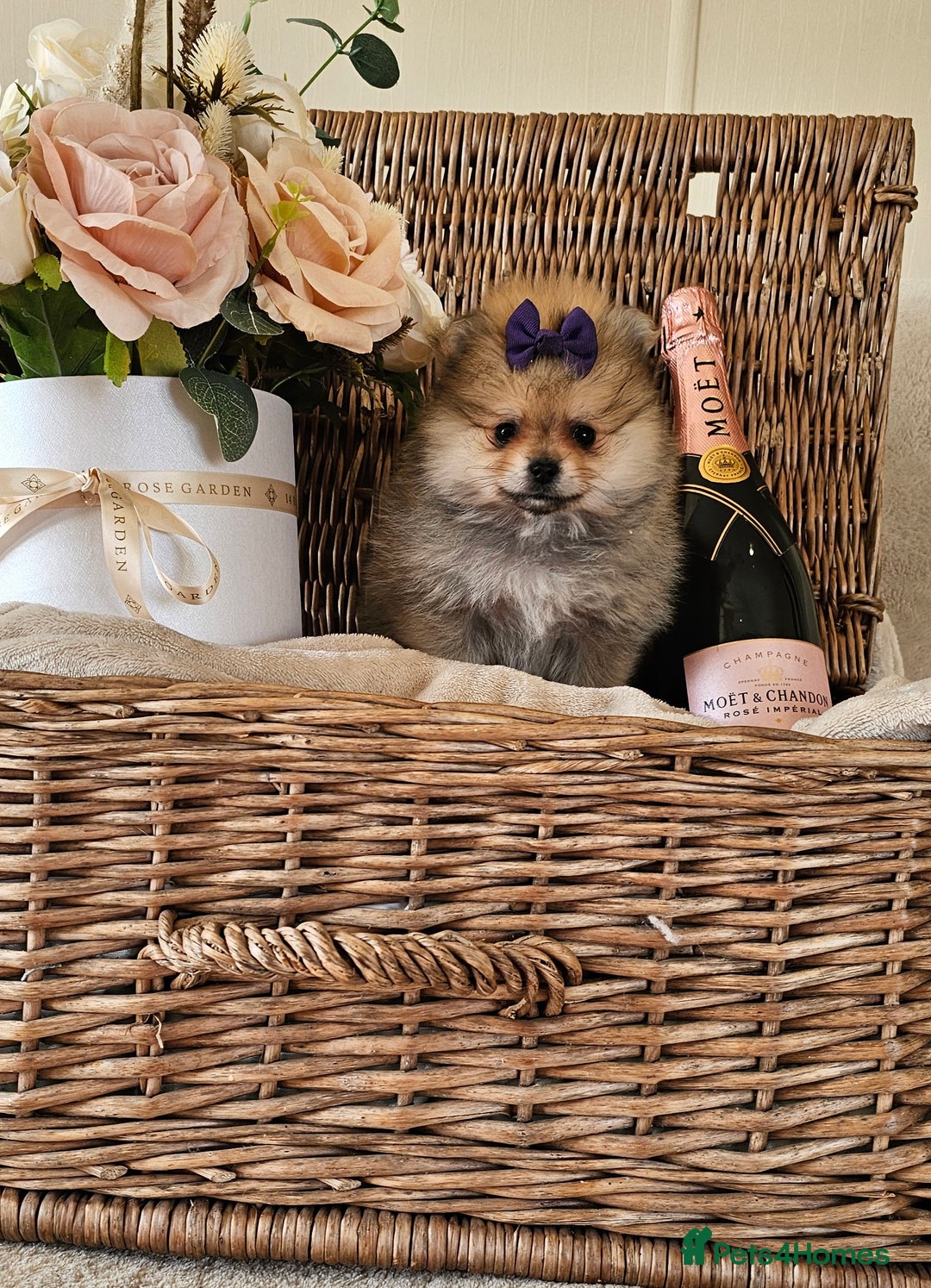 Pomeranian dogs for sale:  Beautiful Pomeranian puppies  - Image 13