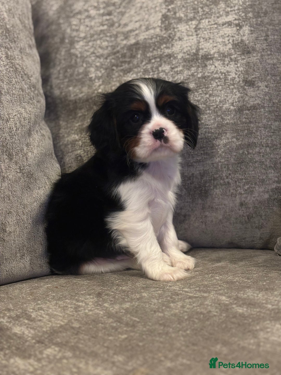 Cavalier King Charles Spaniel dogs for sale: CAVALIER KING CHARLES SPANIEL PUPPIES - Advert 1
