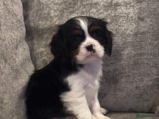 Cavalier King Charles Spaniel dogs CAVALIER KING CHARLES SPANIEL PUPPIES - Advert 1