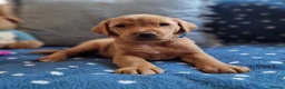 Springador dogs for sale: Wonderful Springador Puppies  - Advert 33