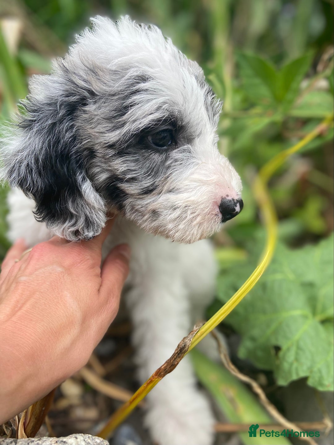 Mixed Breed dogs for sale: Beautiful poodle cross puppies - Image 7