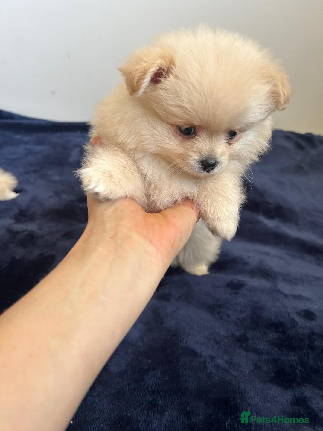 Pomeranian dogs for sale: Pure Pomeranian Puppies - Image 15