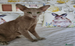 Oriental cats for sale: 7 Oriental & Siamese Kittens - Image 7