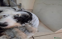 Bordoodle dogs for sale: Bordoodle pups - Advert 1