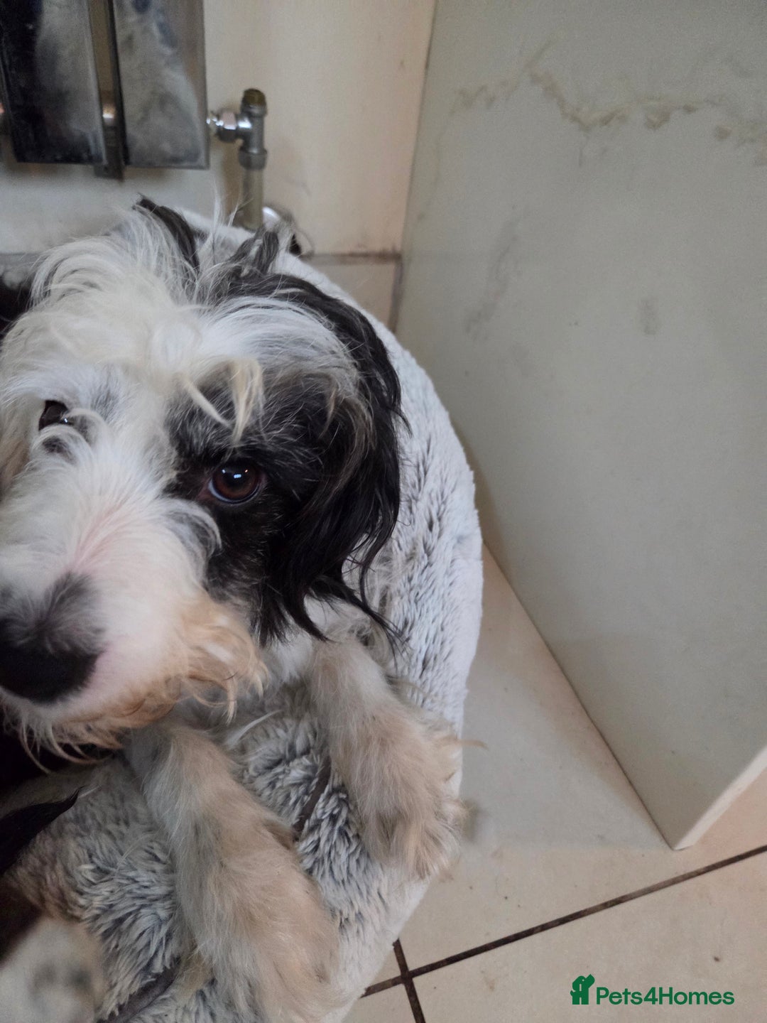 Bordoodle dogs for sale: Bordoodle pups - Advert 1