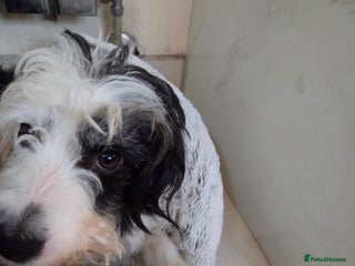 Bordoodle dogs Bordoodle pups - Advert 5