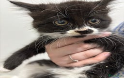 Mixed Breed cats for sale: 4 gorgeous kittens for sale - Image 2