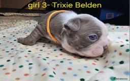 Boston Terrier dogs for sale: Beautiful Blue Bostons  - Image 9