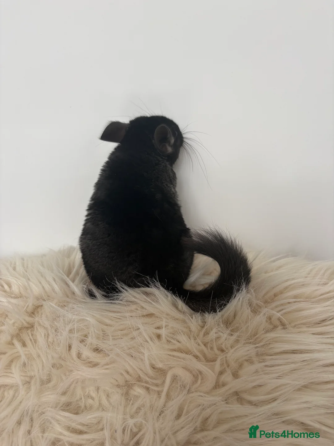 Chinchilla rodents for sale: 2 girl chinchillas ready for new home  - Advert 10