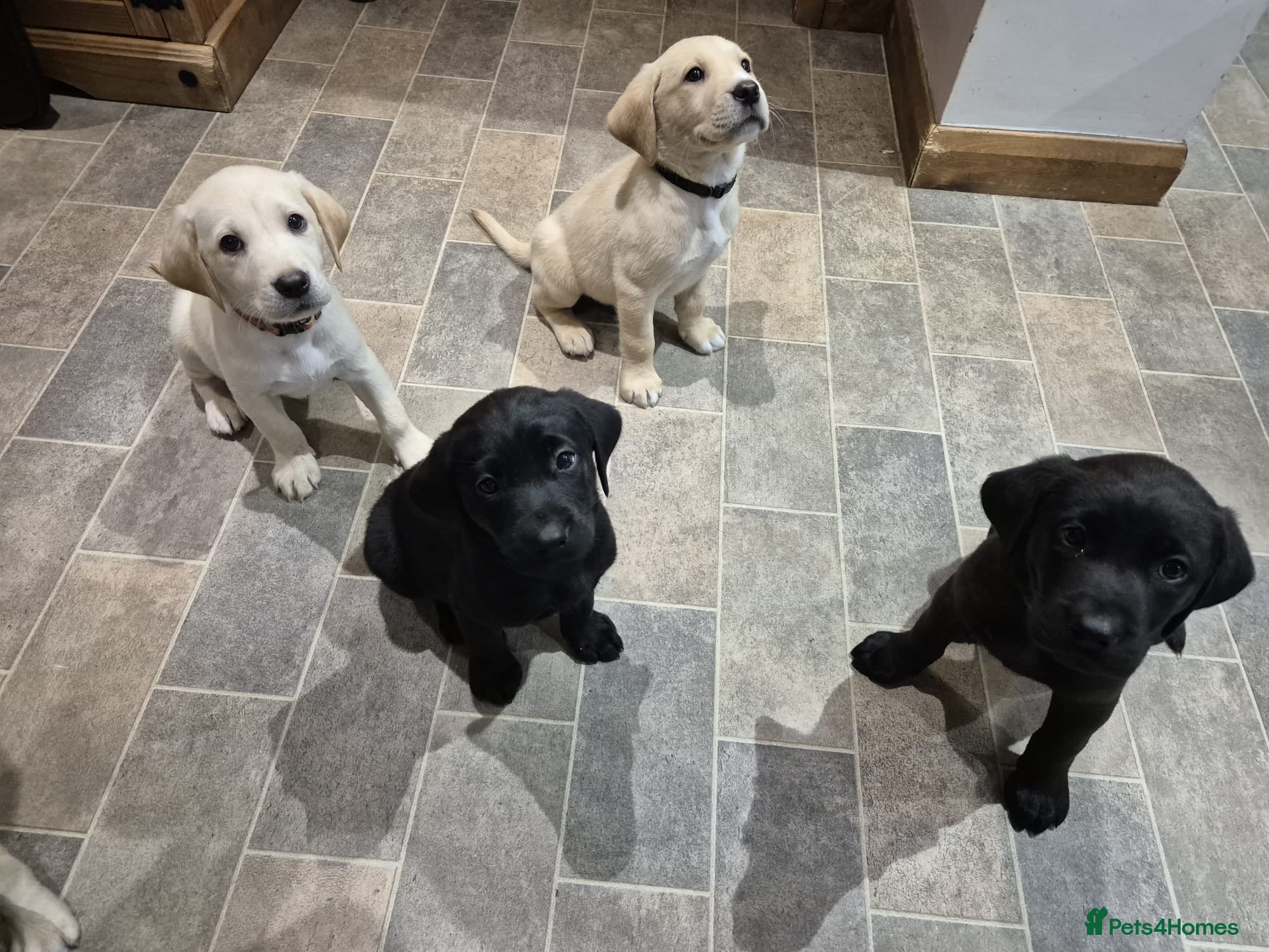 Labrador Retriever dogs Gorgeous KC registered Labrador puppies  - Advert 16