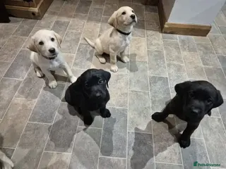 Labrador Retriever dogs Gorgeous KC registered Labrador puppies - Advert 16