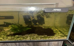 Plecos fish for sale: Bristlenose Plecos - Image 3