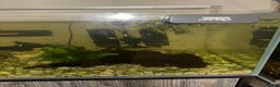 Plecos fish for sale: Bristlenose Plecos - Advert 3