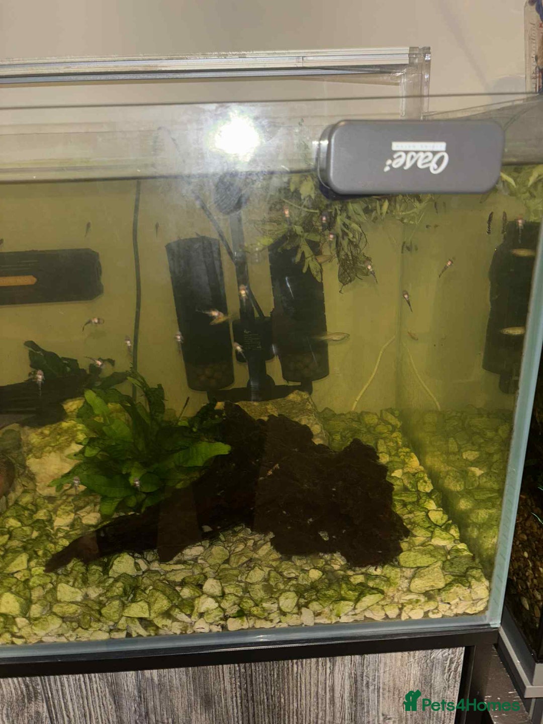 Plecos fish for sale: Bristlenose Plecos - Image 3