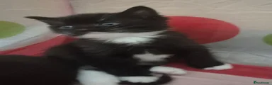 Mixed Breed 2
