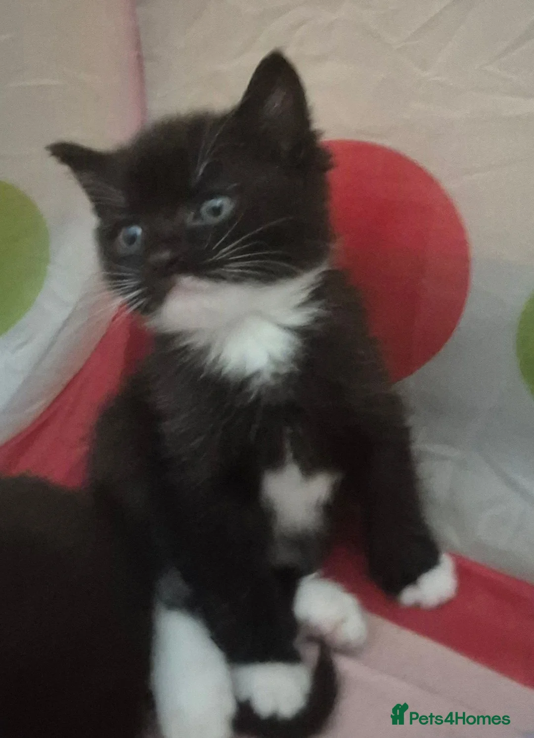 Mixed Breed cats for sale: Beautiful kittens - Advert 6