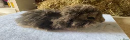 Guinea Pig rodents for sale: Single boars and baby guinea pigs - Advert 9