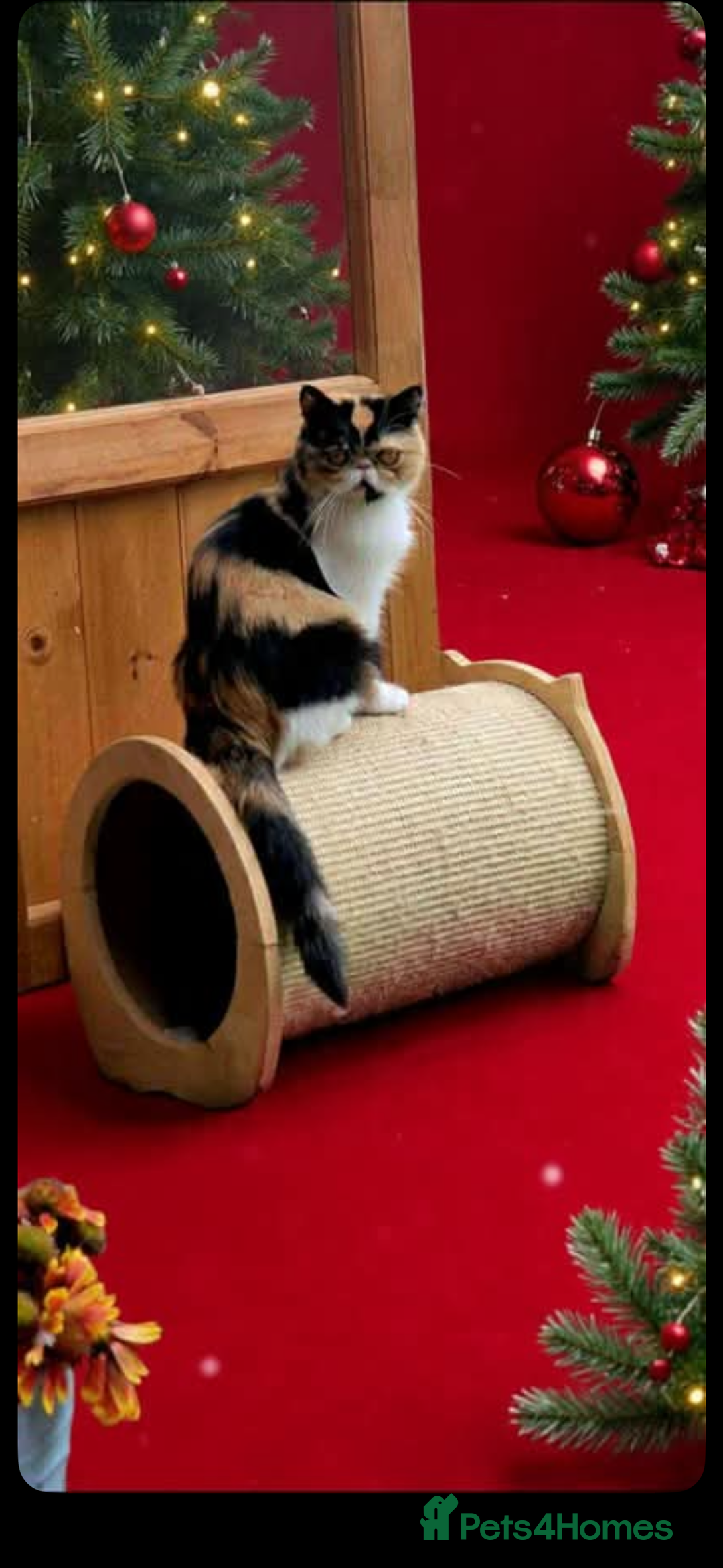 Exotic cats for sale: Exotic calico female cfa active 2 years no litters - Advert 2