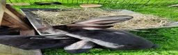 Continental Giant rabbits for sale: Beautiful Pure Giant Continentals Babies - Advert 14