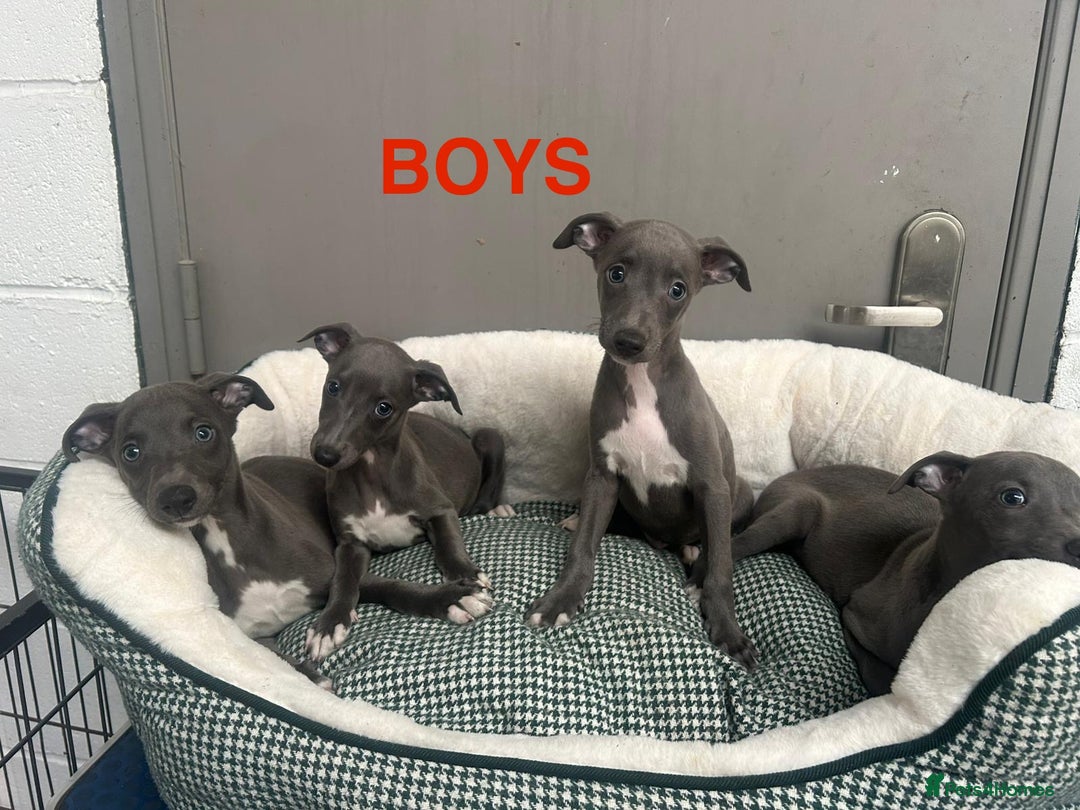 Whippet dogs for sale: Top Quality KC Reg Blue Whippet Puppies - Image 6
