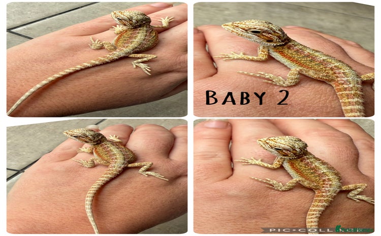Bearded Dragon reptiles - Advert 13
