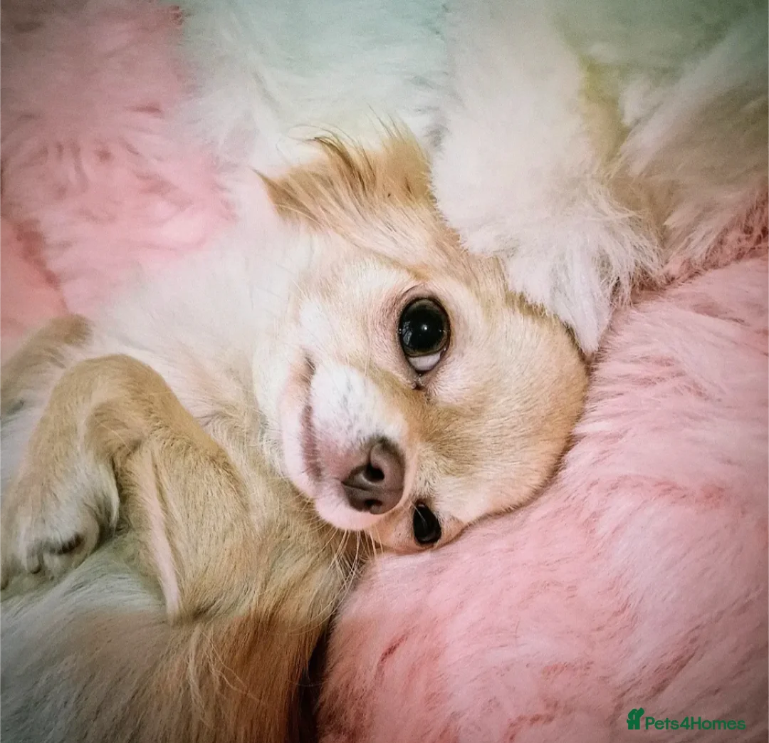 Chihuahua dogs for sale: Lilac and blue KC reg Long Coat Chihuahua Puppies - Advert 3