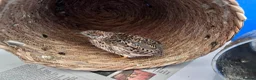 Quail poultry for sale: 2 female button quail - Advert 4