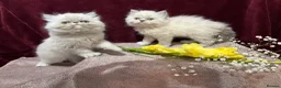 Persian cats for sale: 3 CHEEKY COLOURPOINT PERSIAN BOYS (READY FRI 17TH) - Advert 5