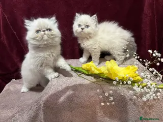 Persian cats 3 CHEEKY COLOURPOINT PERSIAN BOYS (READY FRI 17TH) - Advert 7