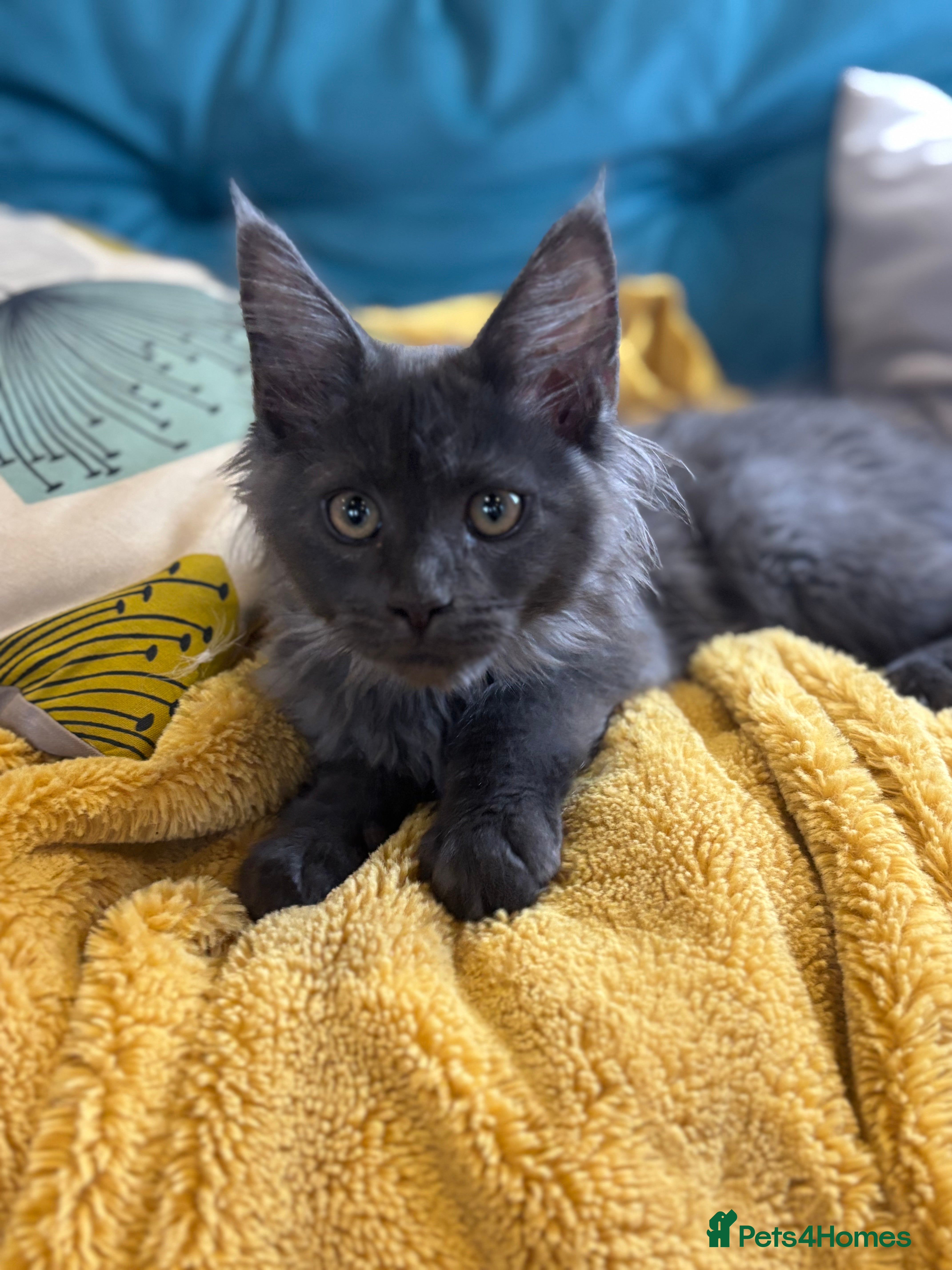 Maine Coon cats Last kitten - FiFe Maine Coons (ready Jan 21st) - Advert 12