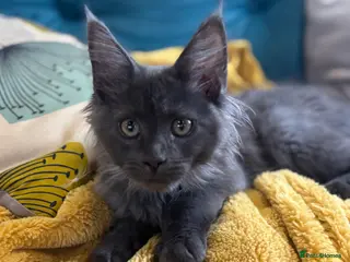 Maine Coon cats Last kitten - FiFe Maine Coons (ready Jan 21st) - Advert 2