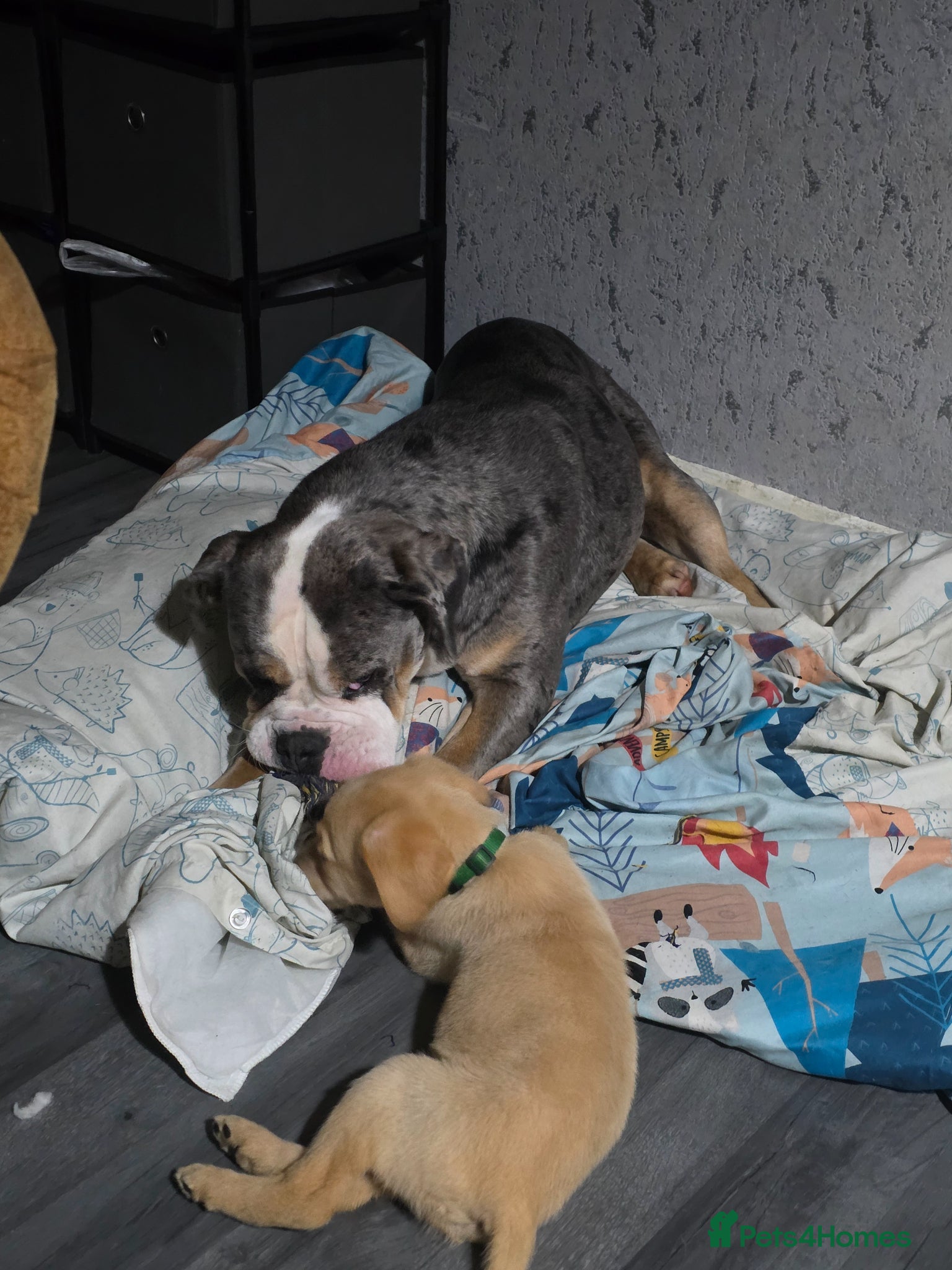 Old Tyme Bulldog dogs for sale: Female old tyme bulldog  - Advert 3